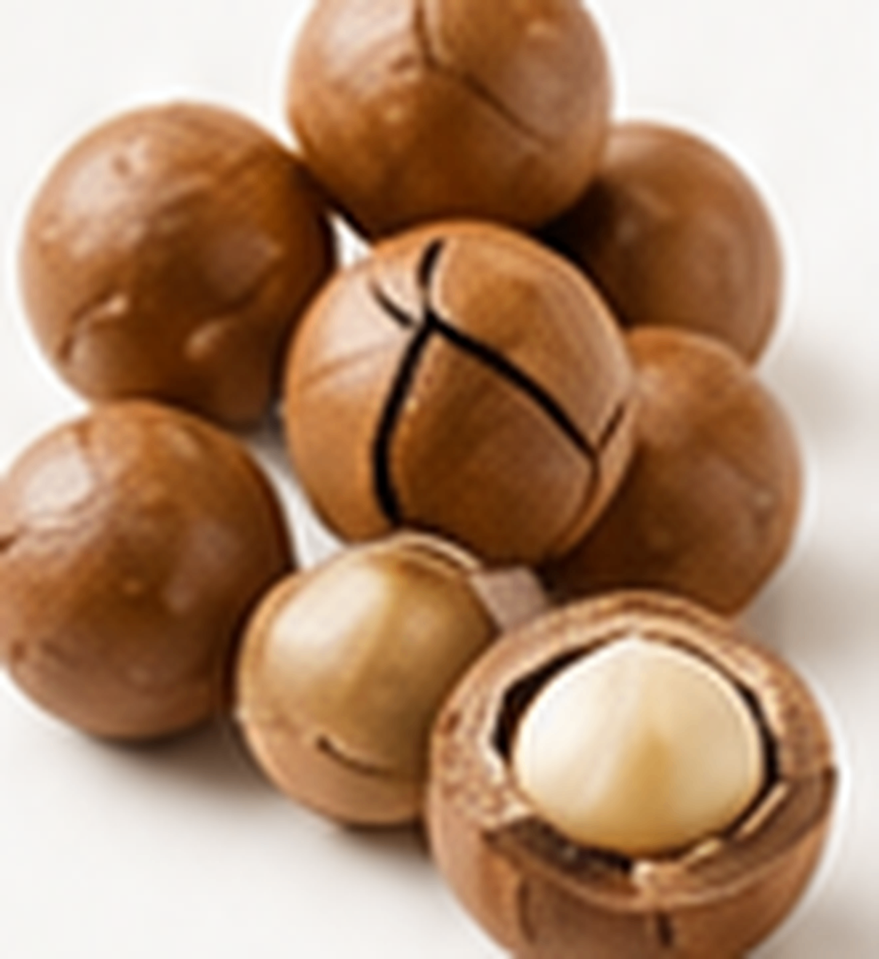 Macadamia nuts in-shell